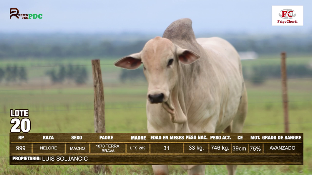 Lote Machos NELORE a remate en Expo Pioneros 23 de Mayo 2024 en Pioneros del Chaco S.A.