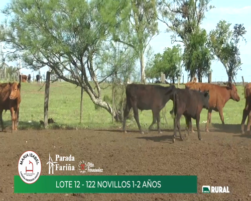 Lote Novillos 1-2 años