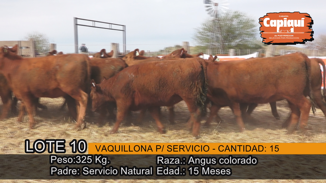 Lote VAQUILLONAS PARA SERVICIO