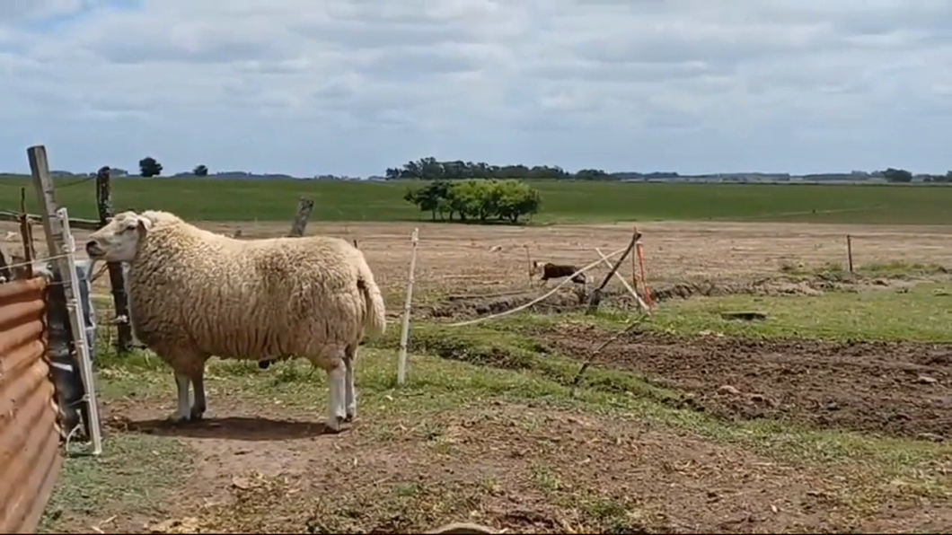 Lote Carneros TEXEL a remate en #42 Pantalla Carmelo  90kg -  en COLONIA LARRAÑAGA