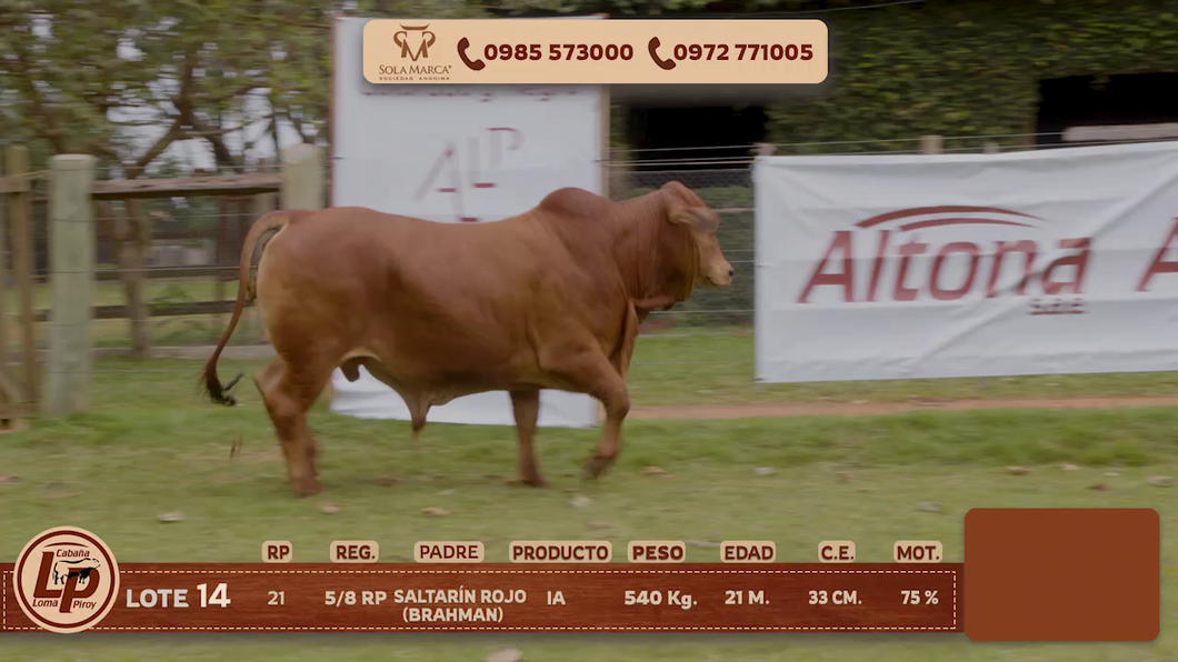 Lote MACHO