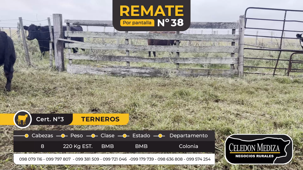 Lote 8 Terneros en Riachuelo, Colonia