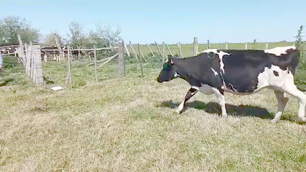 Lote 5 Vacas de Invernada HOLANDO a remate en REMATE POR PANTALLA 500kg - , San José
