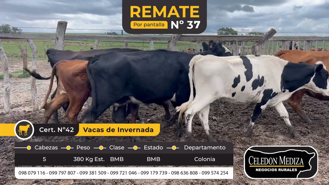 Lote 5 Vacas de Invernada en La Horqueta, Colonia