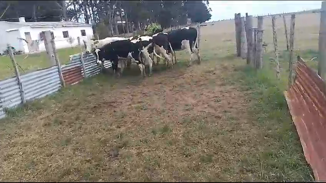 Lote 7 Vaquillonas  hol a remate en Pantalla Camy  en Carreta quemada