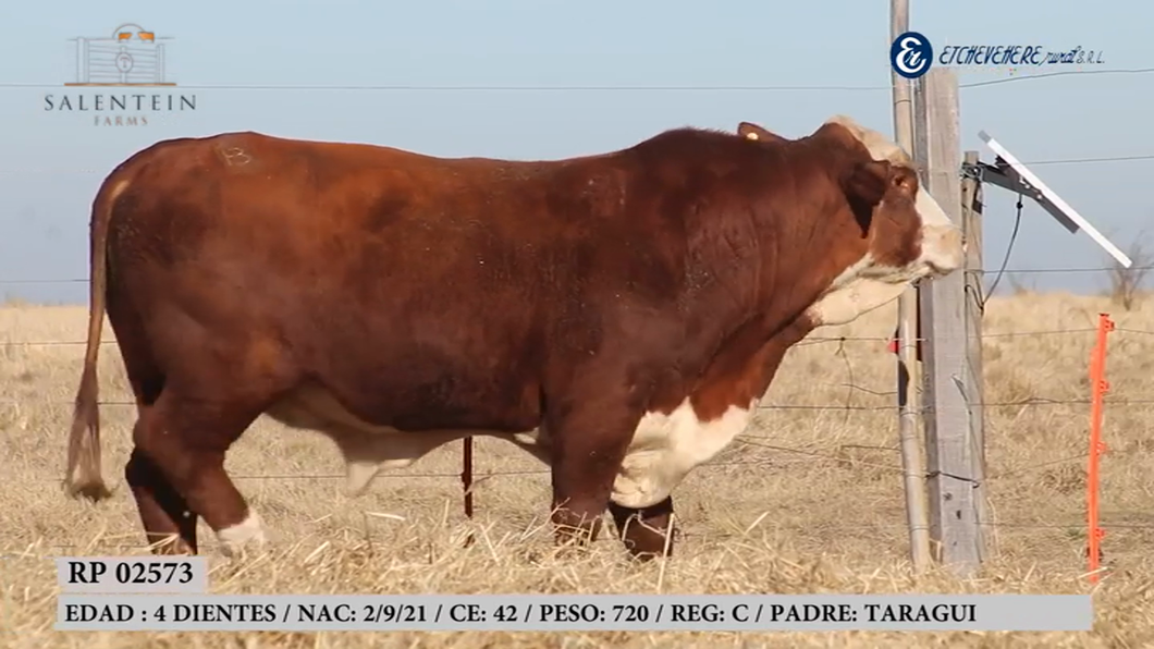 Lote Toro Braford