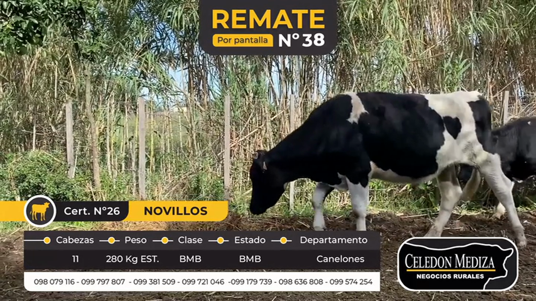 Lote 11 Novillos en Canelones