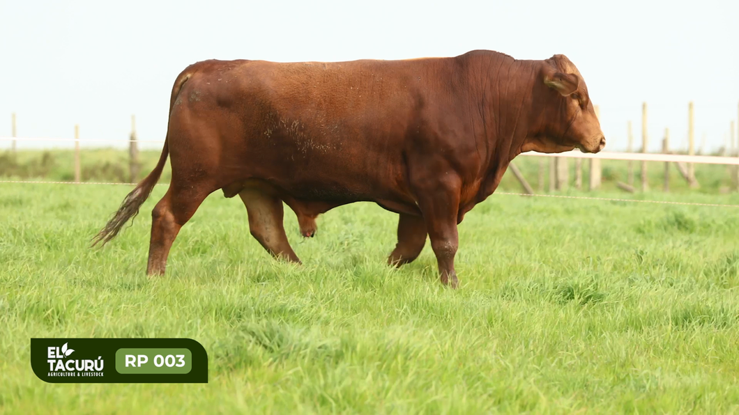 Lote Toros a remate en Subasta Virtual El Tacuru, Montevideo