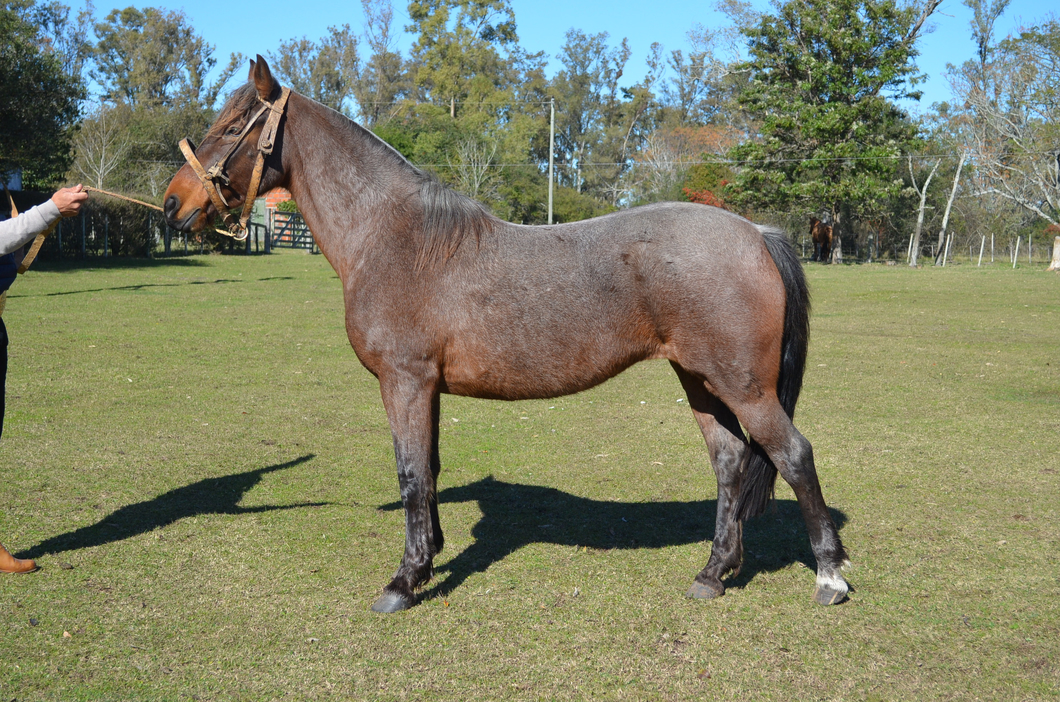 Lote Condenada del Paso
