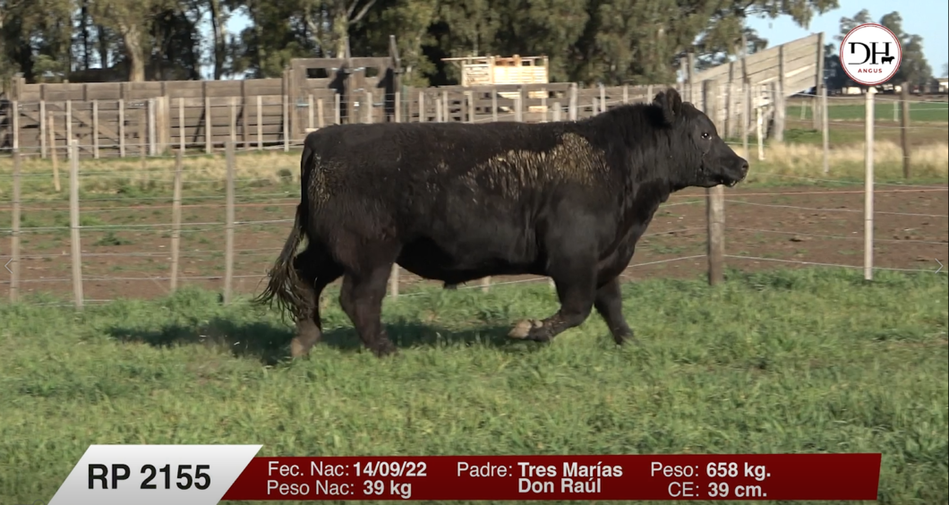 Lote Toros PC