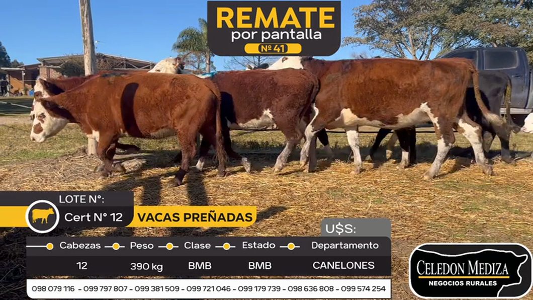 Lote 12 Vacas preañadas y paridas  en Canelones