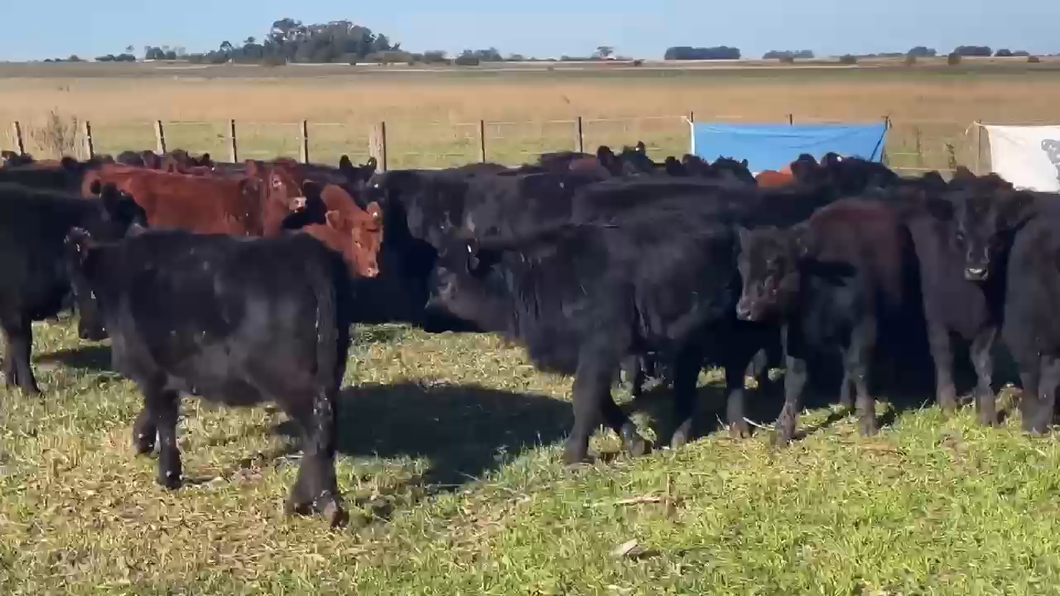 Lote 60 Terneras en La Plata, Buenos Aires