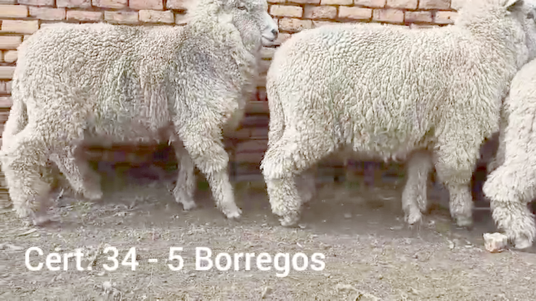 Lote BORREGOS