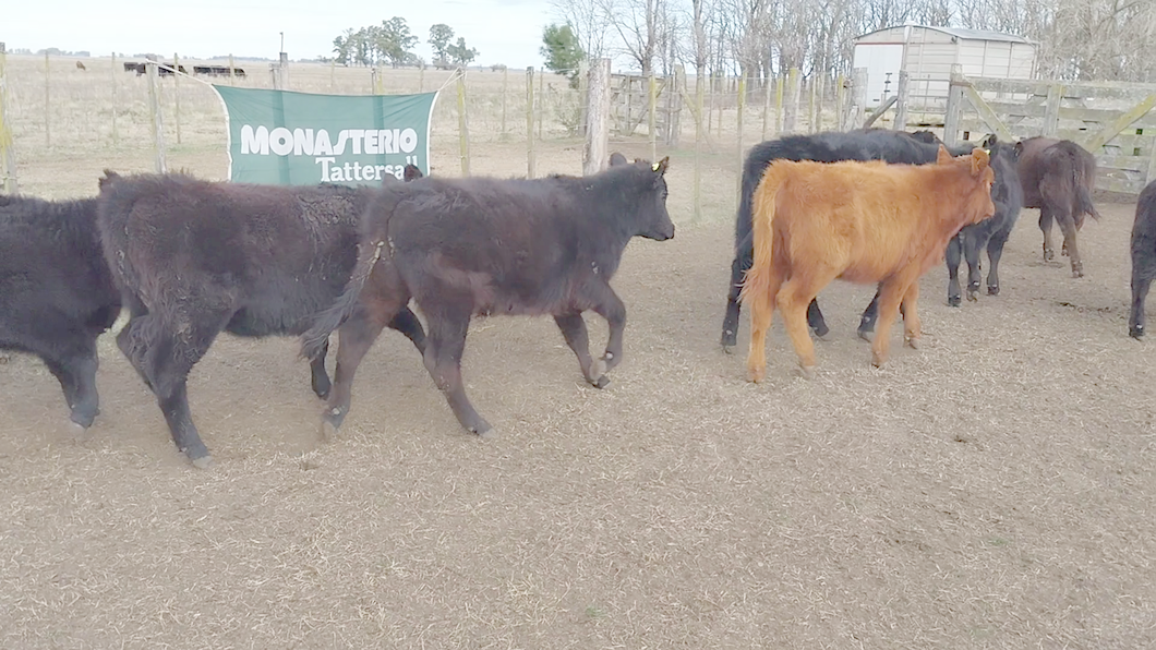 Lote 44 Terneros/as EN ARBOLEDAS