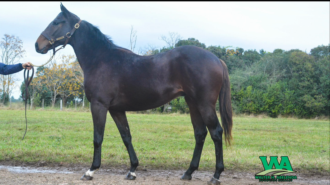 Lote BLACK DIN