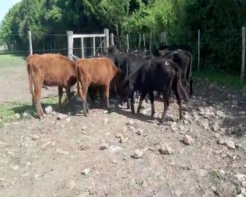 Lote 17 Terneras ANGUS a remate en REMATE DE PANTALLA 135kg -  en Asociación Rural de San José