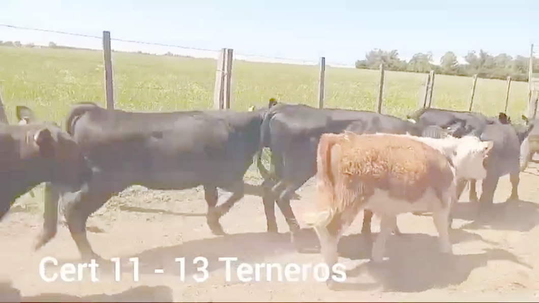 Lote TERNEROS