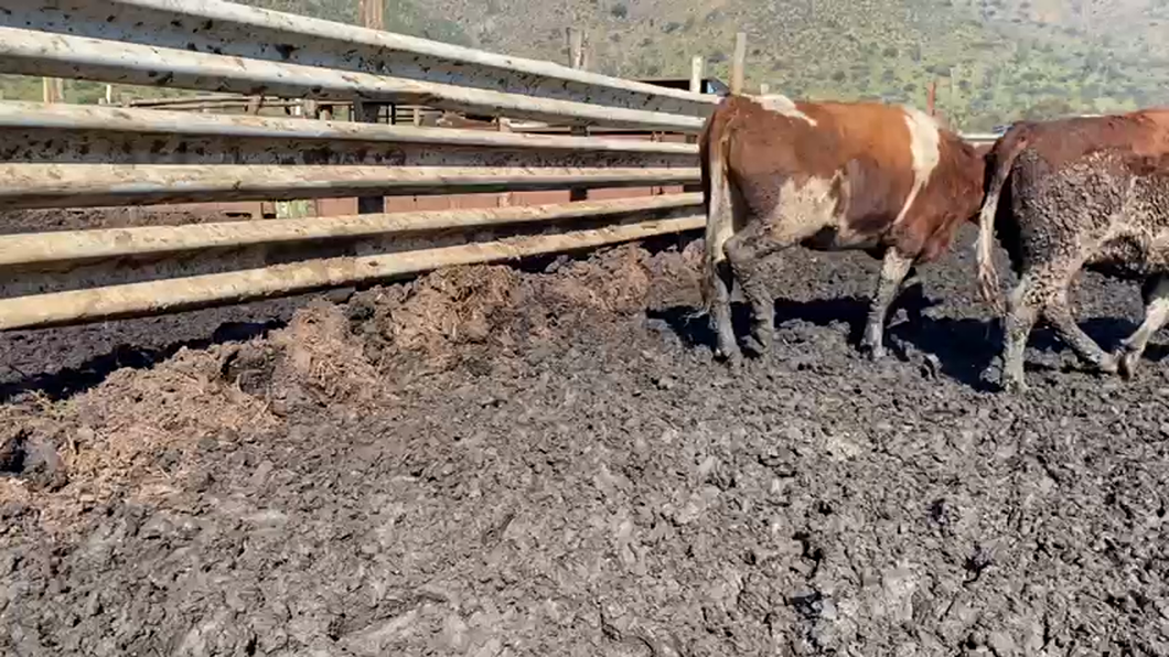 Lote 50 Vaquilla Gorda en Paine, Región Metropolitana