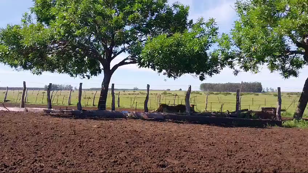 Lote 45 Novillitos