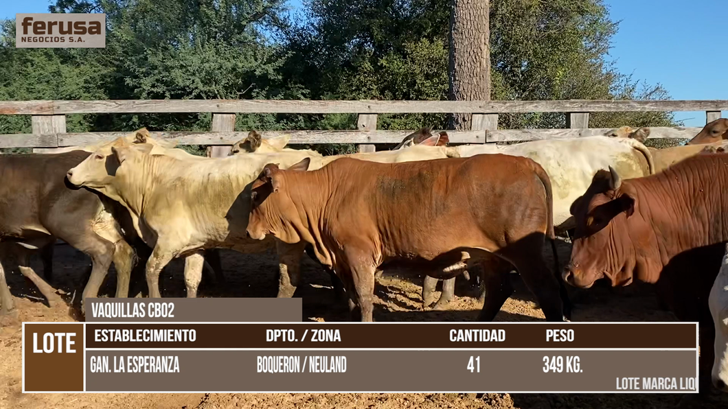 Lote LOTE 8