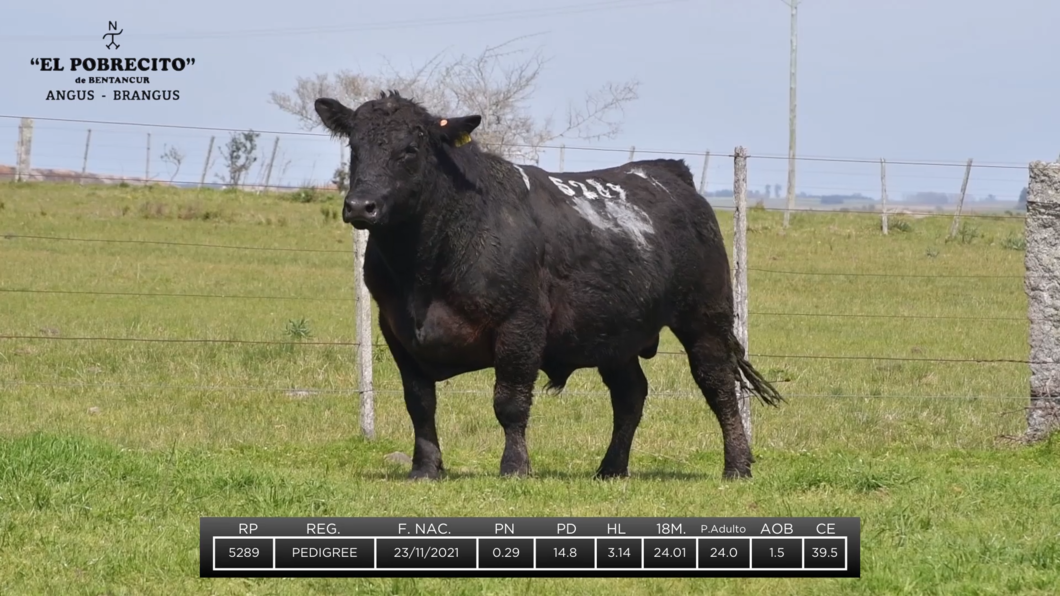 Lote 2 Toros Angus a remate en El Pobrecito, Durazno