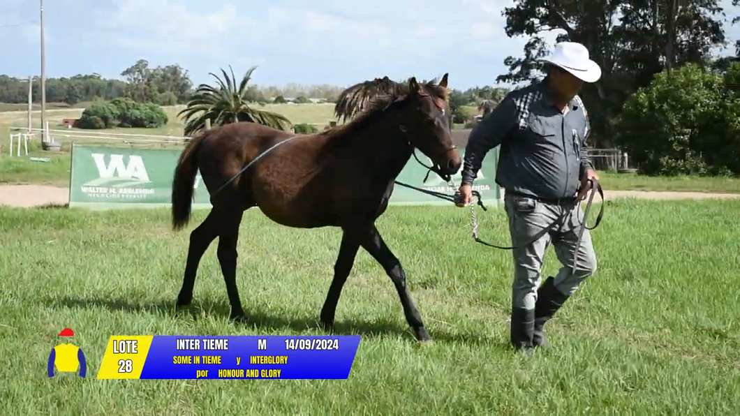Lote INTER TIEME
