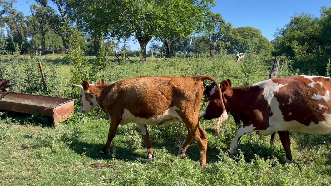 Lote PIEZA DE CRIA