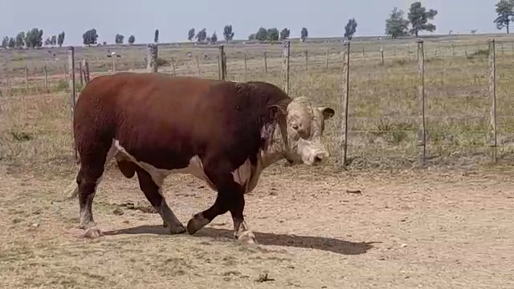Lote TORO PO