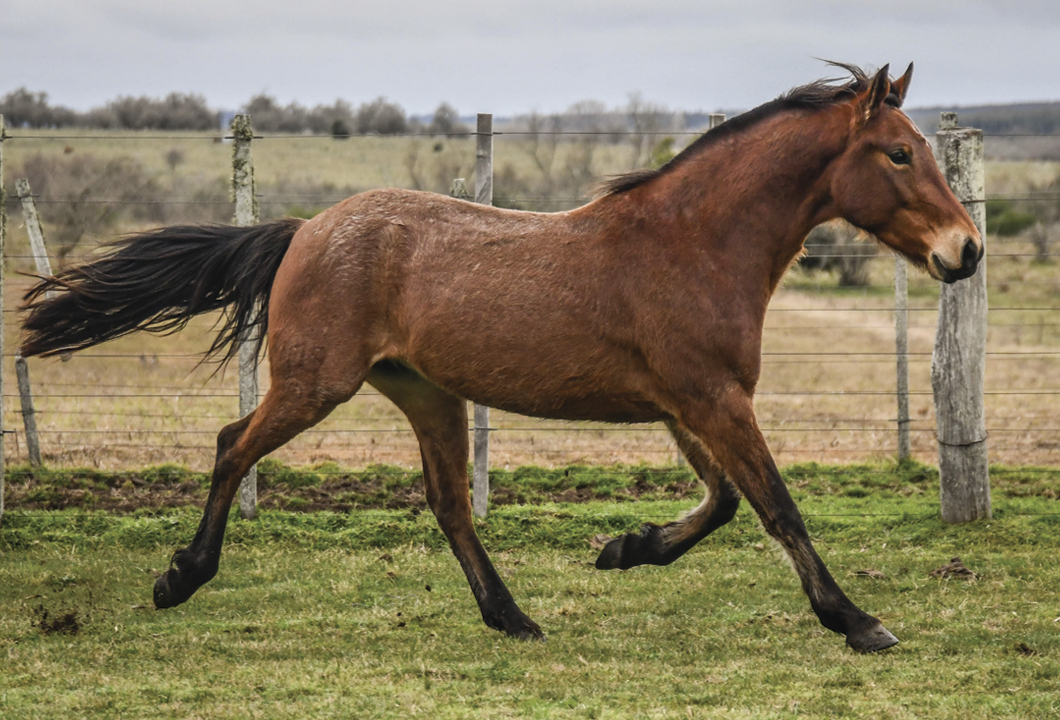 Lote FANFARRON LA FLECHILLA