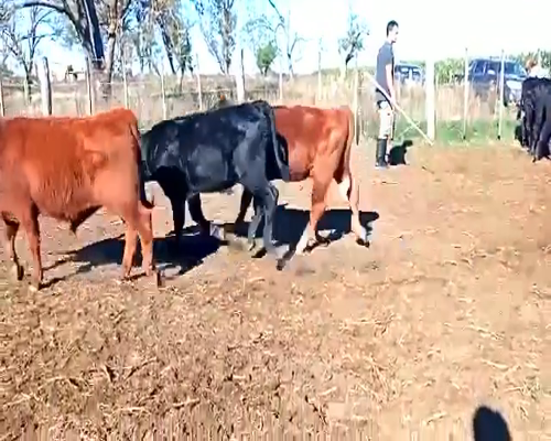 Lote 72 Terneros/as en Laboulaye, Córdoba