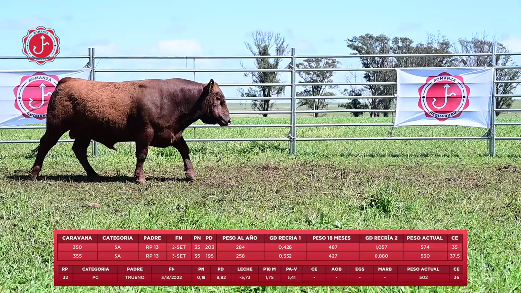 Lote 3 Toros a remate en 8º Remate Anual - Estancia Romanza, Tacuarembó