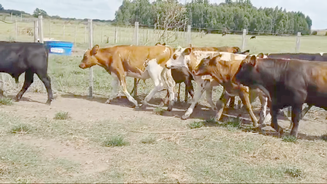 Lote 14 Terneros 6 NO - 8 AA a remate en #42 Pantalla Carmelo  225kg -  en COSTAS DEL CUFRE