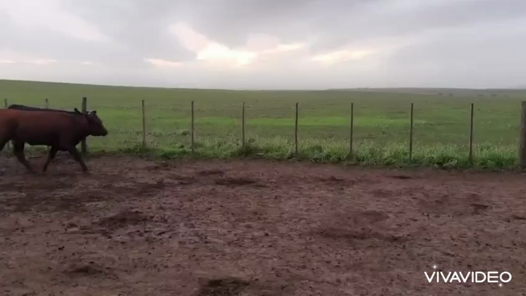 Lote 27 Vaquillonas