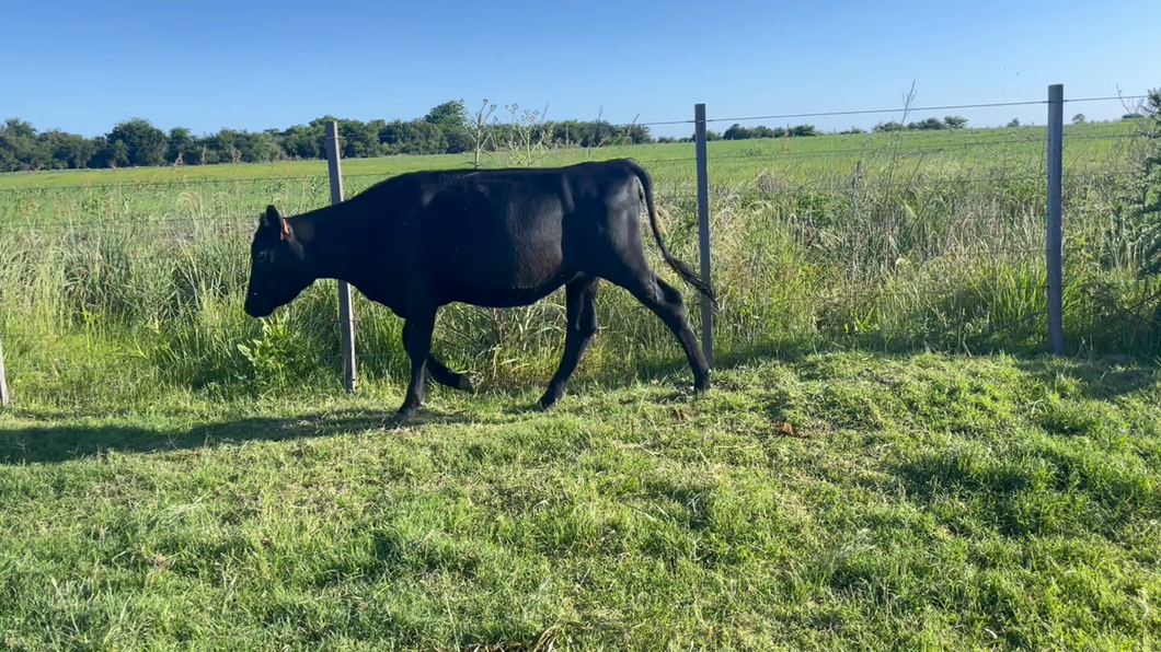 Lote VAQUILLONAS 1 a 2 AÑOS