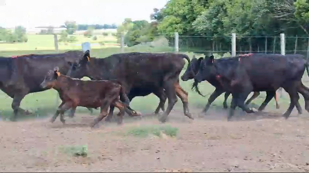 Lote 20 Piezas de cría Angus a remate en Pantalla Camy 330kg -  en America