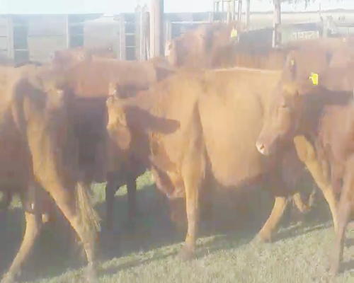 Lote 30 Vacas CUT  en Tapalqué, Buenos Aires