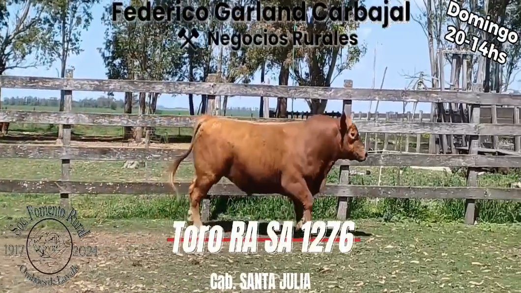 Lote TORO SA RED ANGUS a remate en Expo Ombues en OMBUES DE LAVALLE