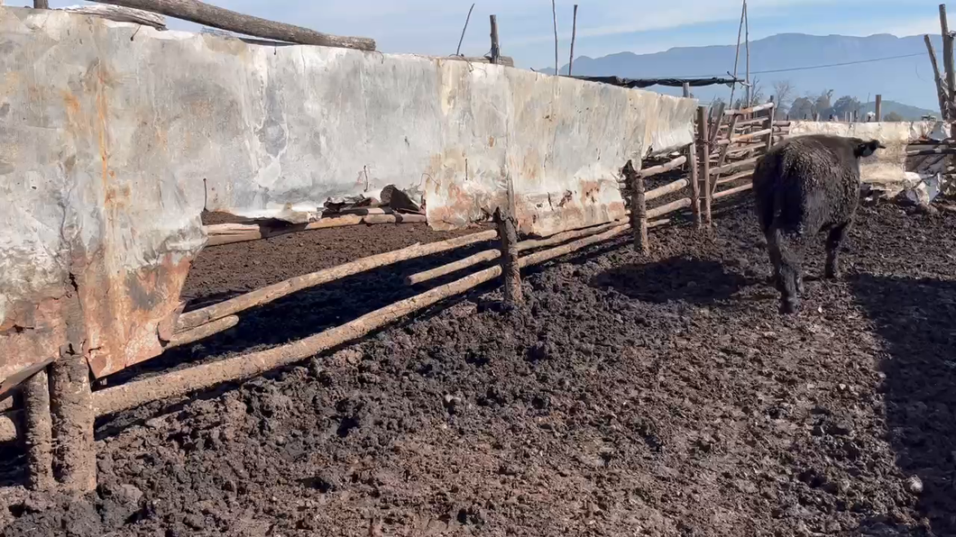 Lote 20 Novillo Gordo en Mostazal, VI Región O'Higgins