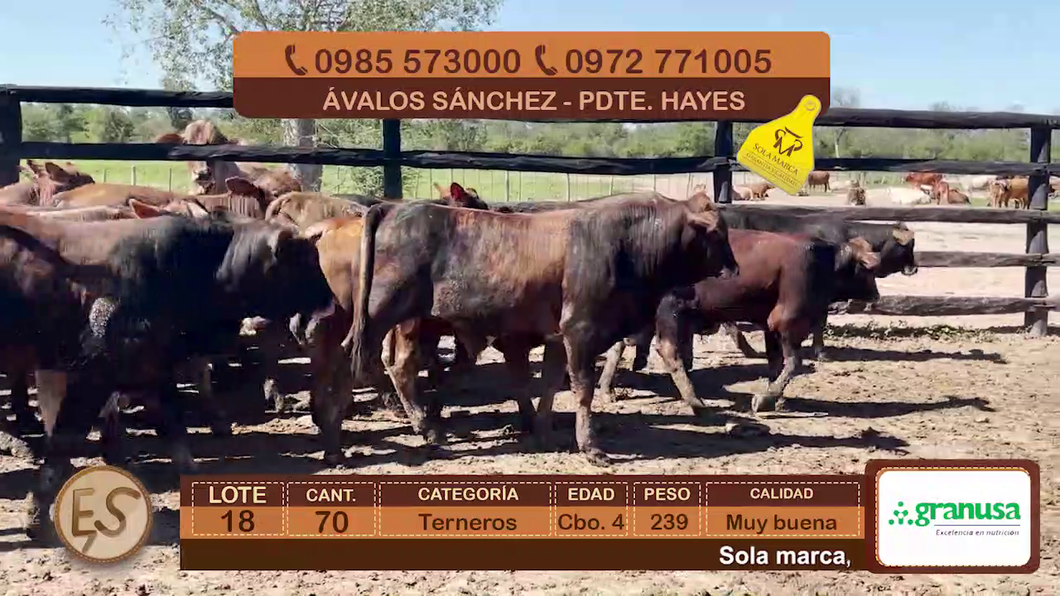 Lote 70 Terneros Cbo 4 a remate en Feria Elite de Terneros Cbo 4 - DEL DUERO SA 239kg - , Presidente Hayes