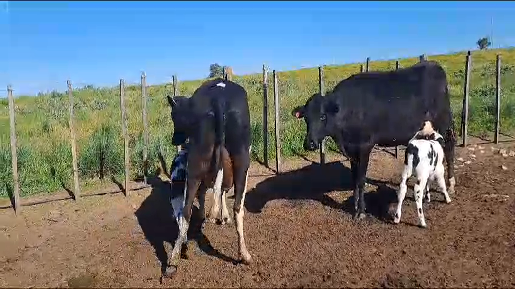 Lote 4 Piezas de cría HOLANDO a remate en 9° Entre Martillos en CARRETON