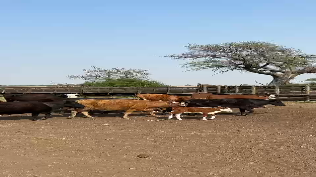 Lote 35 Vacas CUT Cruzas con cría en Paraje Los Ucles, Córdoba