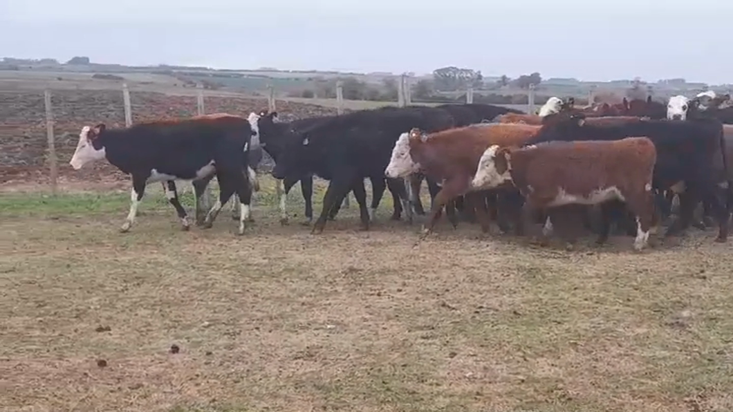 Lote (Vendido)27 Terneras HEREFORD/ ANGUS a remate en #48 Pantalla Carmelo 175kg -  en PASO SENA