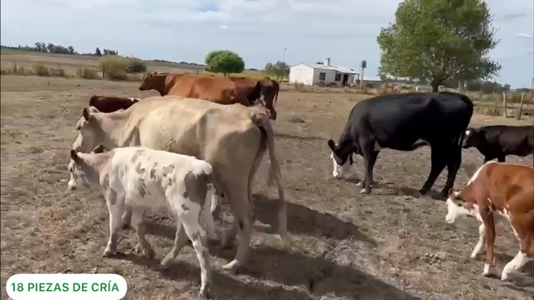 Lote 18 Piezas de Cría
