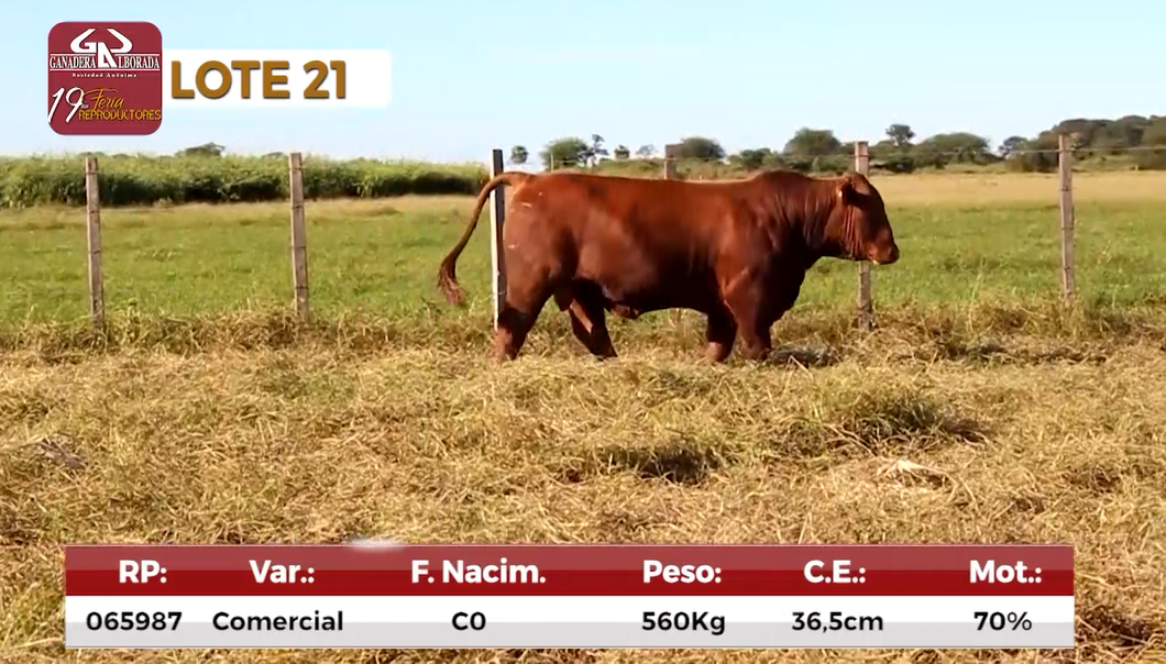 Lote Reproductores de Alborada - Lote 21