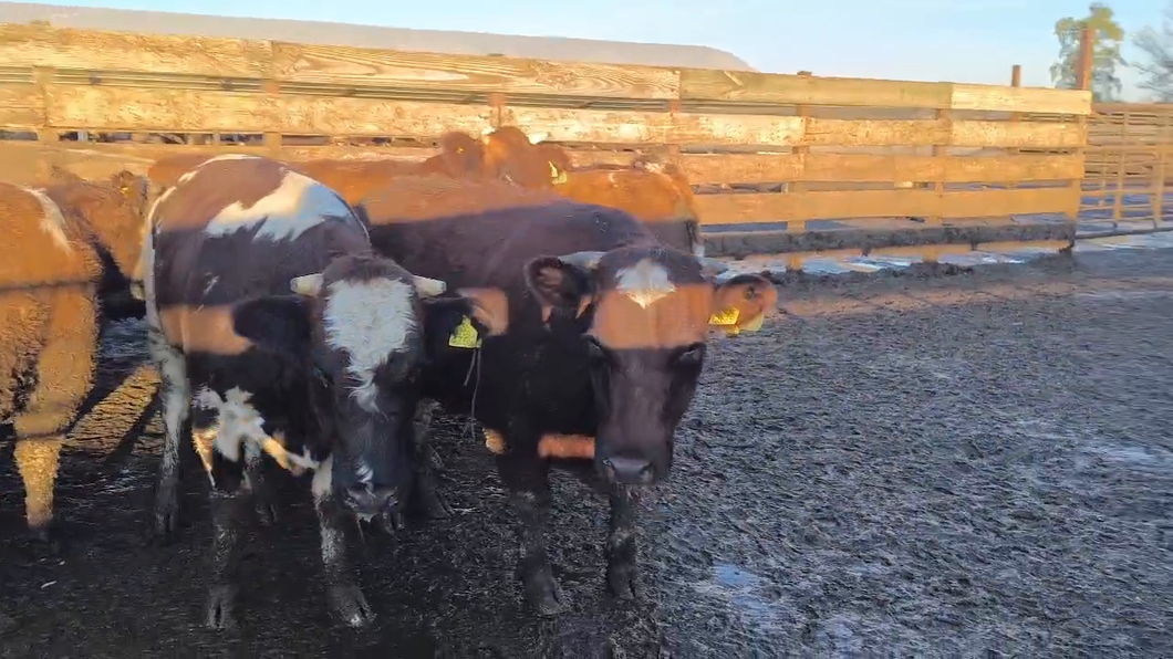 Lote 20 Vaquilla Gorda en Los Ángeles, VIII Región Biobío