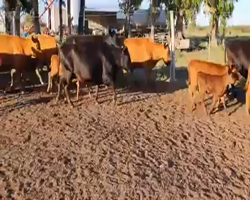 Lote 46 Vacas medio uso C/ cria en San Jaime, Entre Ríos