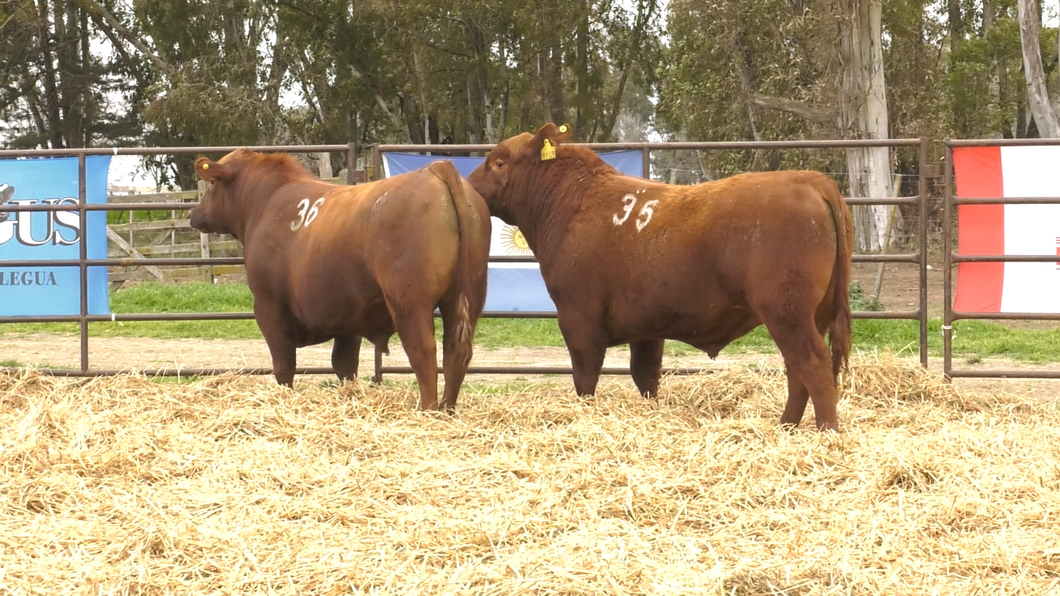 Lote TOROS ANGUS COLORADOS PC