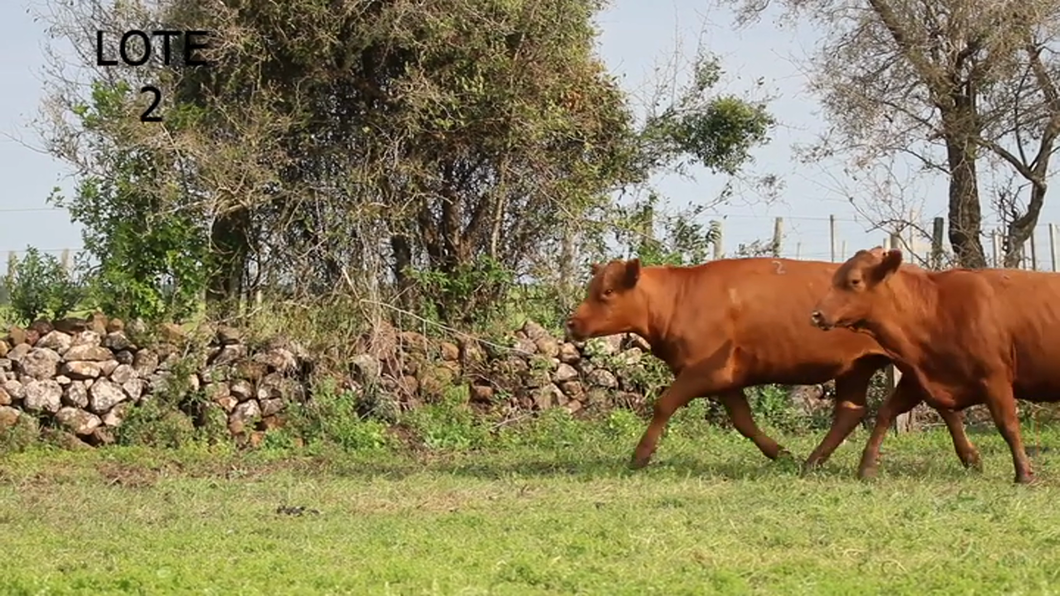 Lote VACAS RED Y BLACK ANGUS