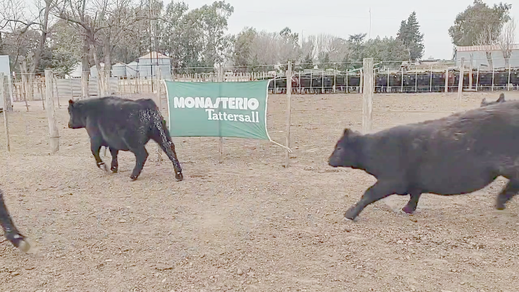 Lote 47 Terneros EN CARHUE