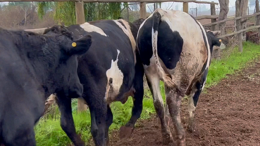 Lote 40 Novillo Gordo en Melipilla, Región Metropolitana